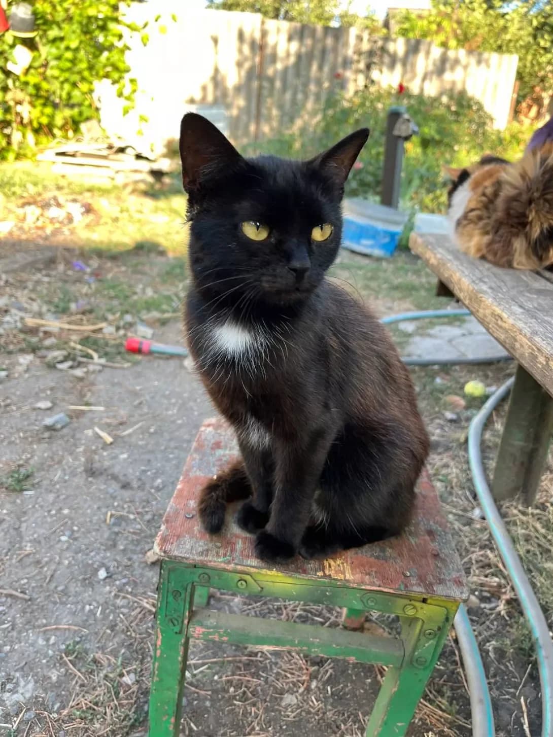 Zhozi (Жозі), Mixed Breed (Happy Paw Kirovohrad)
