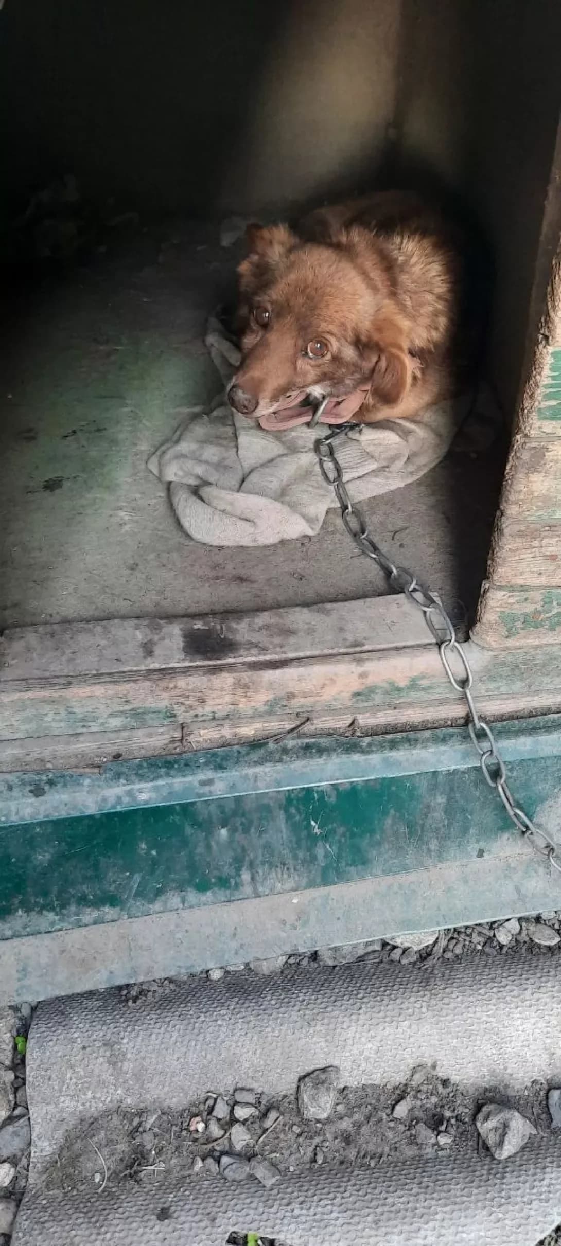 Zhanna, Dana (Жанна, Дана), female senior Mixed Breed for adoption at Happy Paw Donetsk Oblast