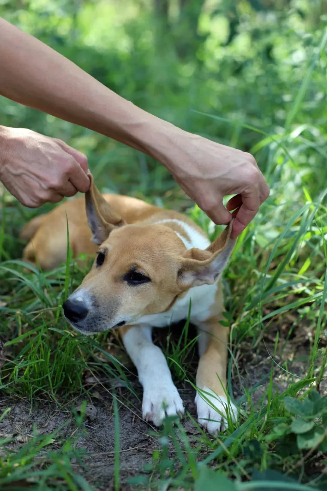 Tsutsenyata (Цуценята), male young Mixed Breed for adoption at Happy Paw Kyiv