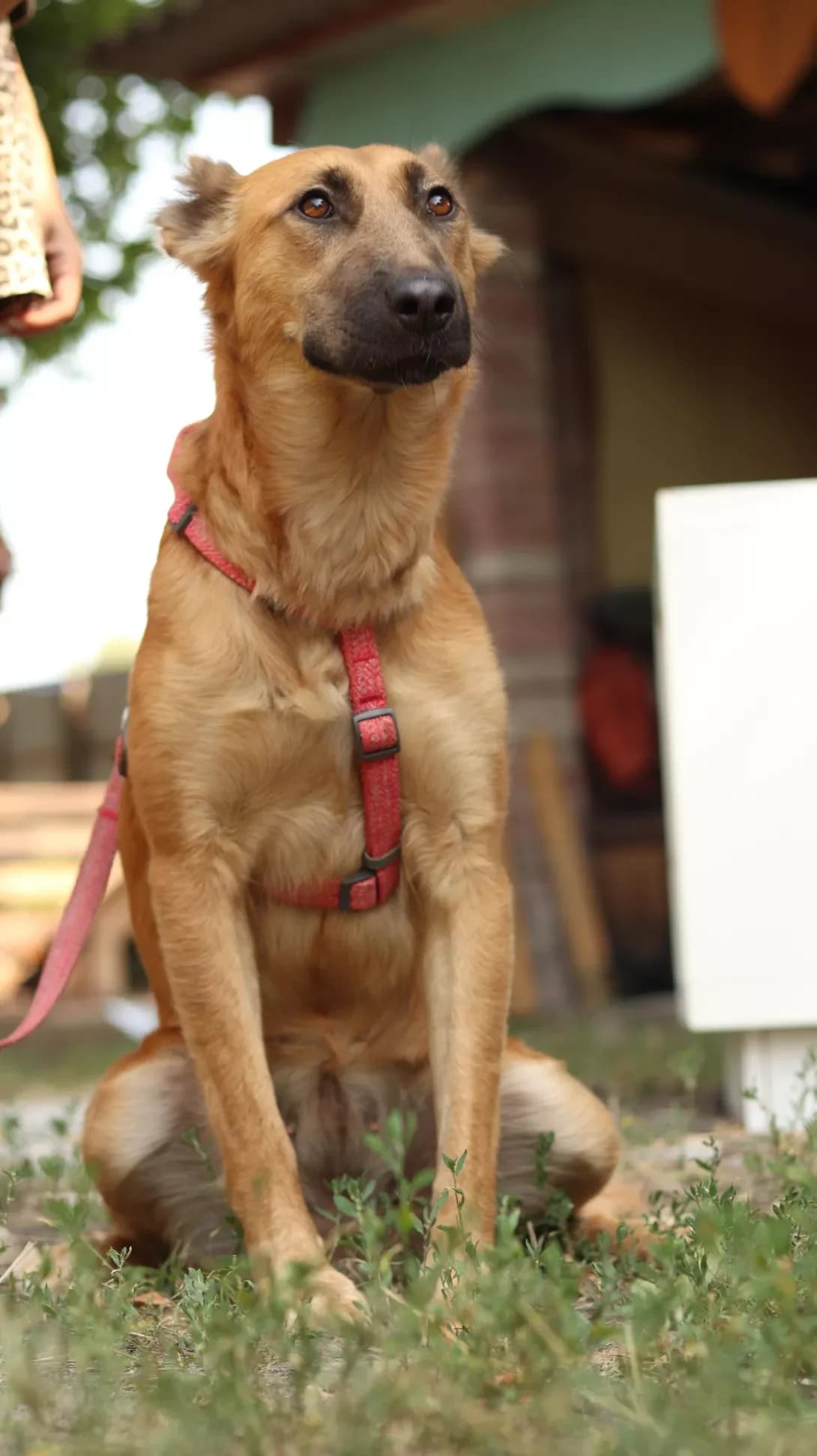 Zhertva zhivodera (Жертва живодера), female young Mixed Breed for adoption at Happy Paw Kyiv