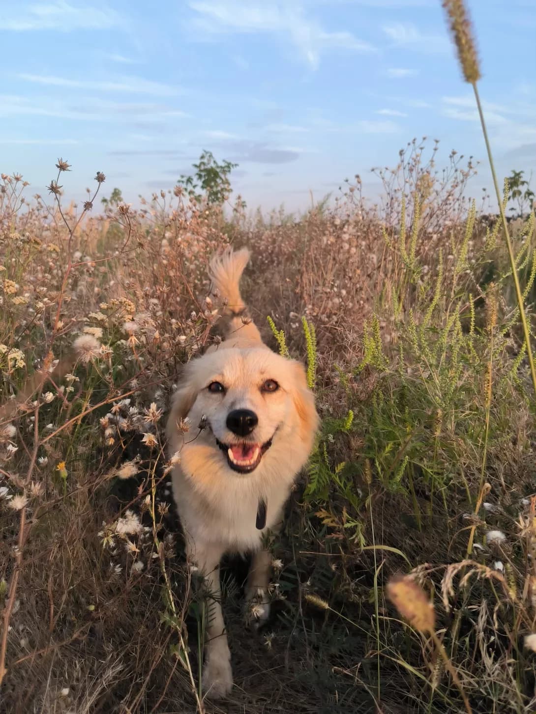 Zhulet (Жульет), Mixed Breed (Happy Paw Kyiv Oblast)
