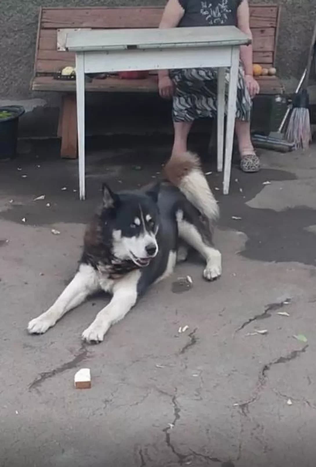Pes (Пес), Mixed Breed (Happy Paw Dnipro)
