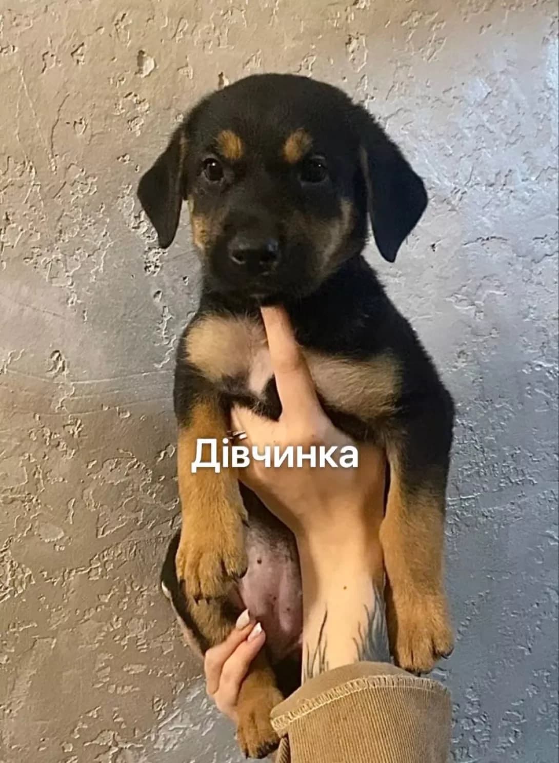 Shtenyata(Freya, Loki, Lina,Zevs (Щенята(Фрея, Локі, Ліна,Зевс), female young Mixed Breed for adoption at Happy Paw Kyiv