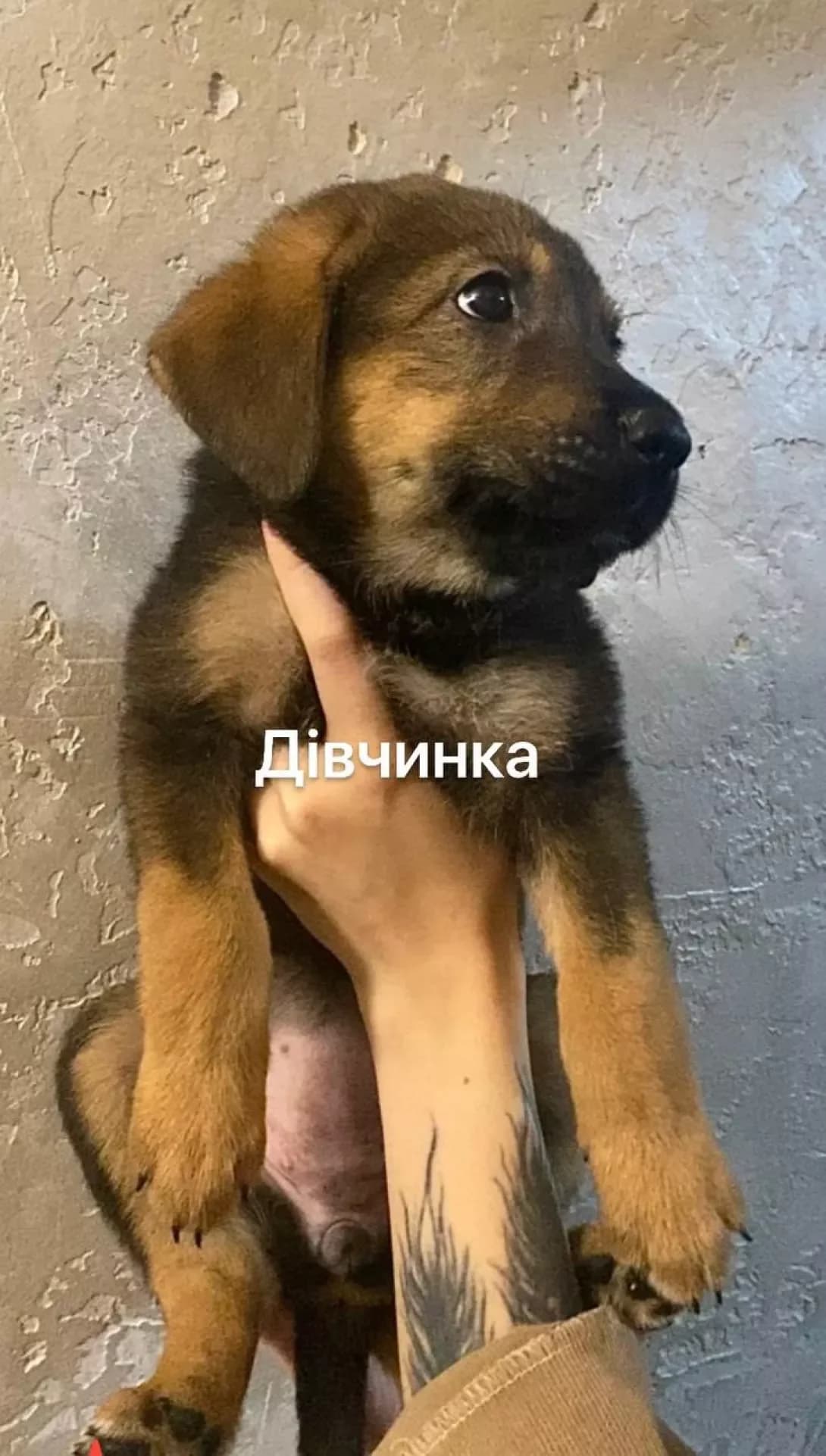 Lina (Ліна), female young Mixed Breed for adoption at Happy Paw Kyiv