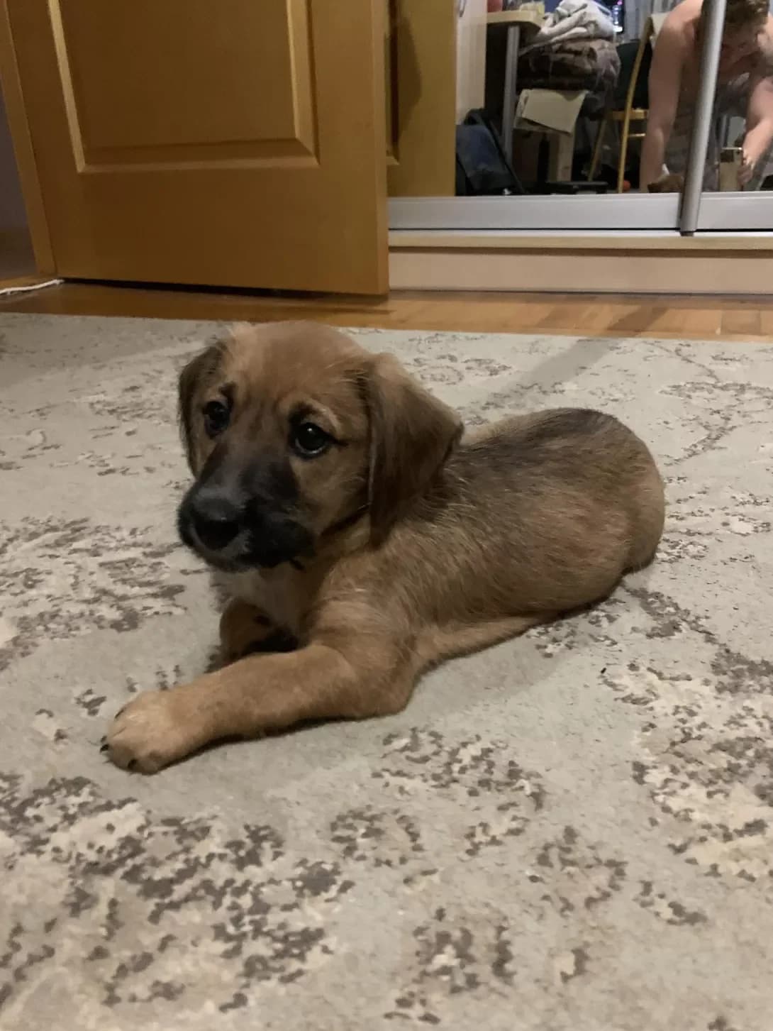 Nemaye Klichki (Немає Клички), male young Mixed Breed for adoption at Happy Paw Kyiv