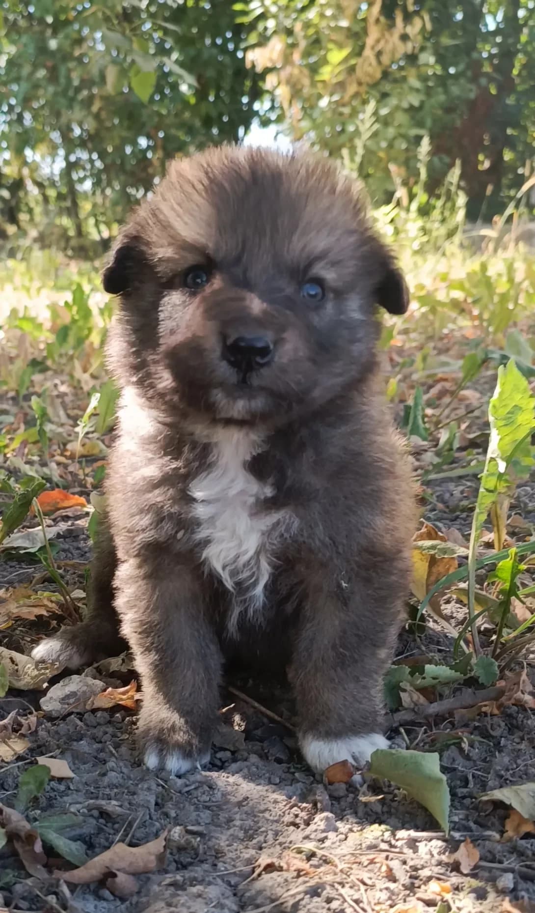 Snizhok (Сніжок), male young Mixed Breed for adoption at Happy Paw Kyiv