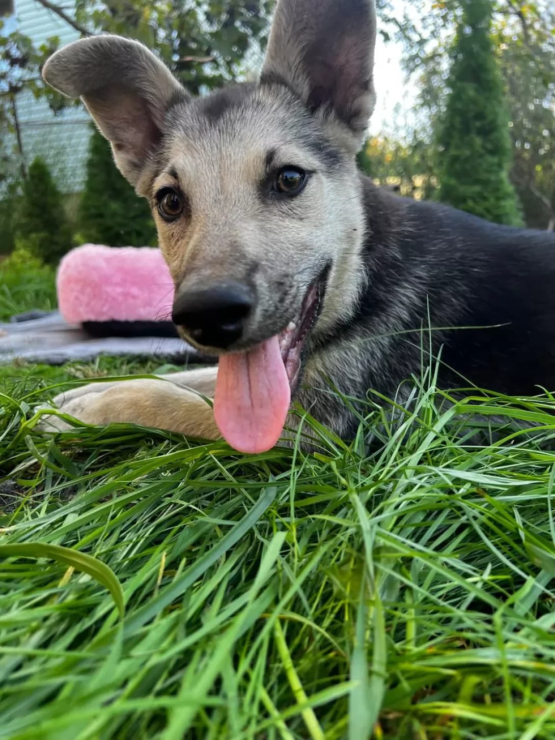 Mavik (Мавік), Mixed Breed (Happy Paw Kyiv Oblast)