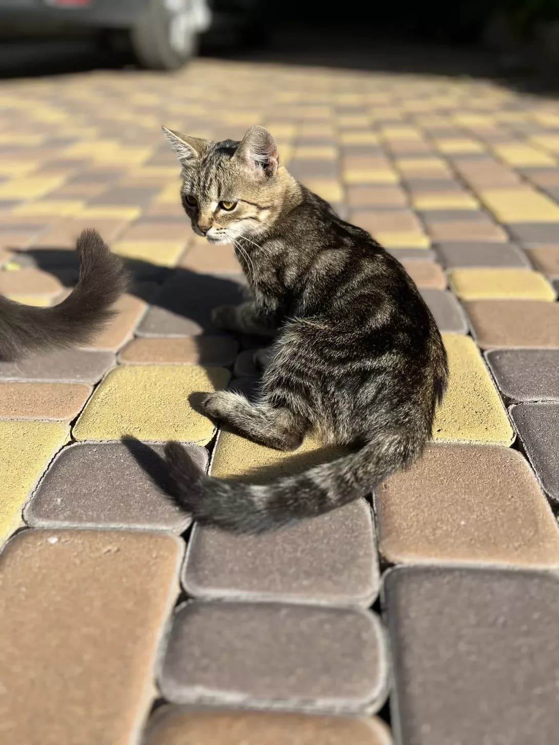 Kit (Кіт), Mixed Breed (Happy Paw Kyiv Oblast)