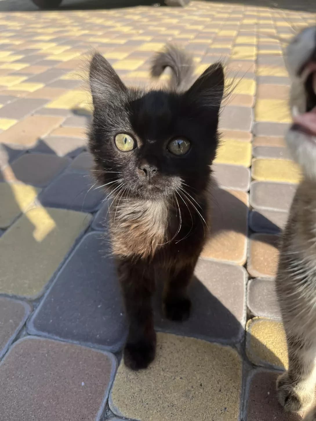 Kit (Кіт), Mixed Breed (Happy Paw Kyiv Oblast)
