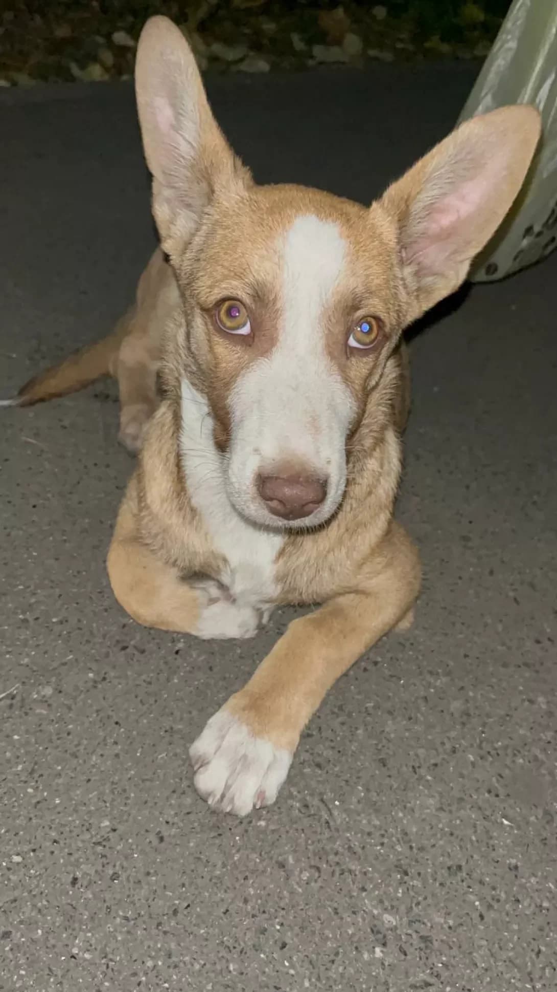 Buger (Бугер), male young Mixed Breed for adoption at Happy Paw Kyiv