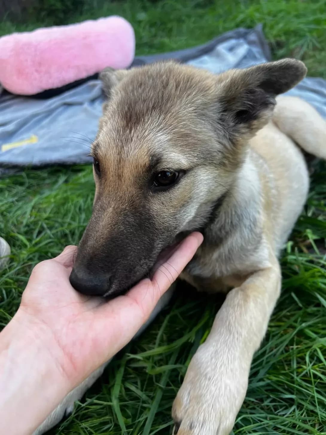 Dzhavelina (Джавеліна), female young Mixed Breed for adoption at Happy Paw Kyiv Oblast