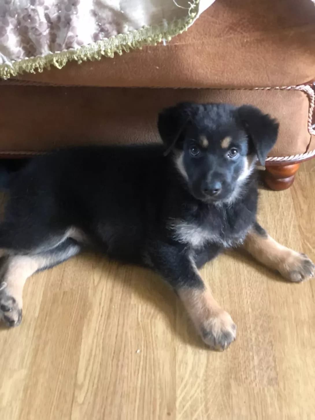 Bordo (Бордо), female young Mixed Breed for adoption at Happy Paw Kyiv