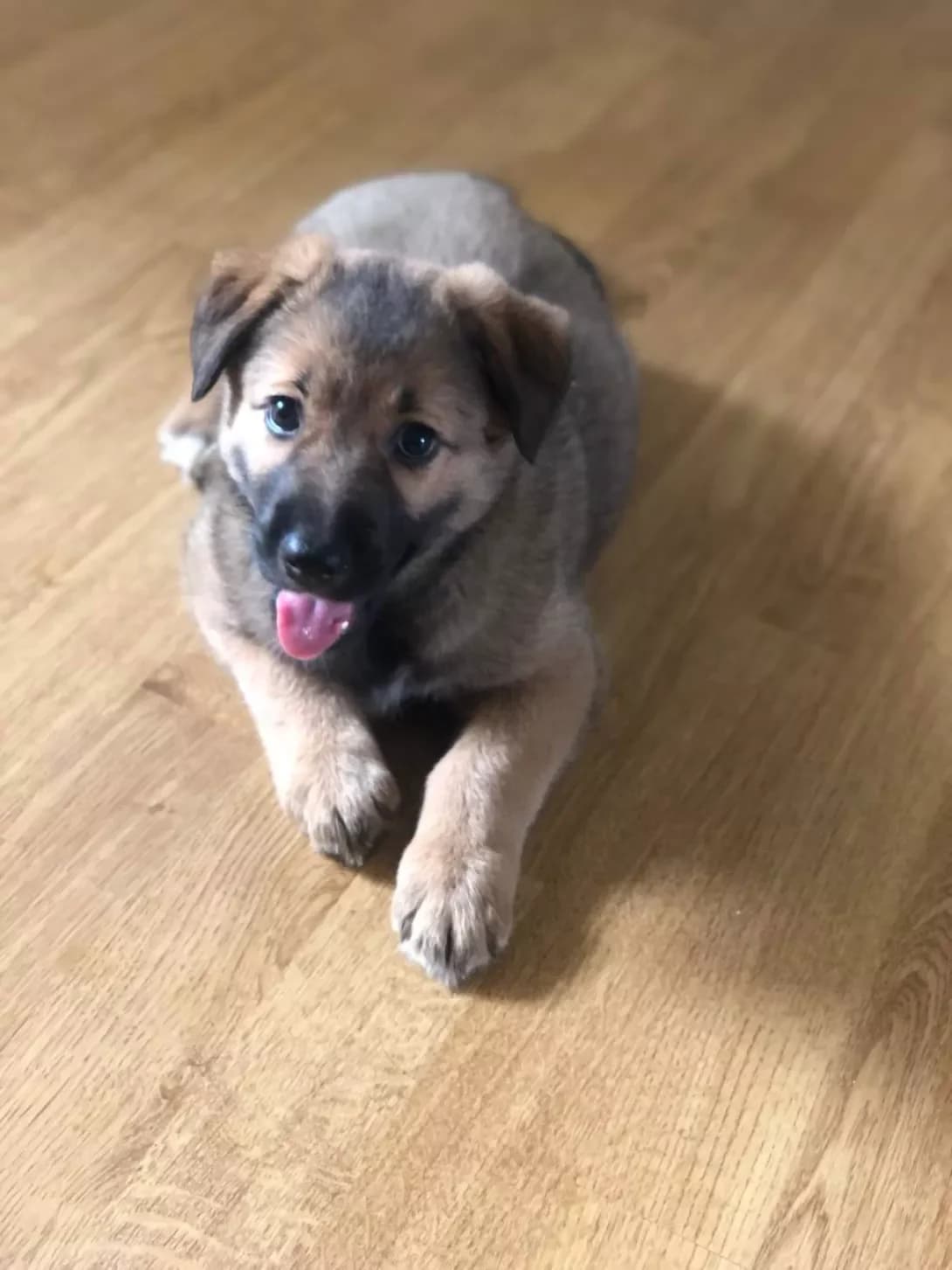Shabli (Шаблі), female young Mixed Breed for adoption at Happy Paw Kyiv