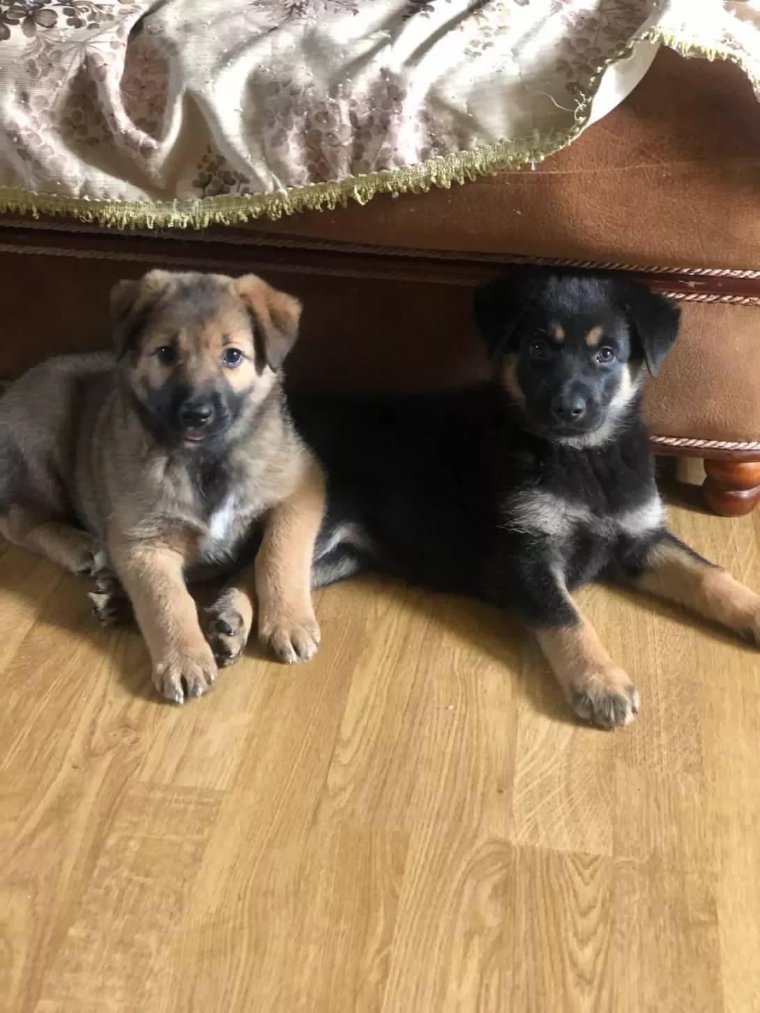 Bordo i Shabli (Бордо и Шаблі), female young Mixed Breed for adoption at Happy Paw Kyiv