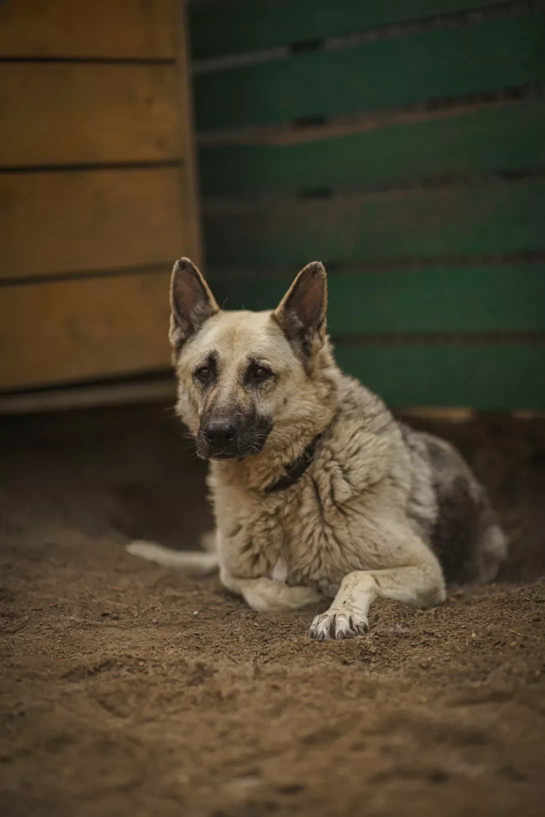 TAYGA (ТАЙГА), Mixed Breed (Happy Paw Kyiv Oblast)