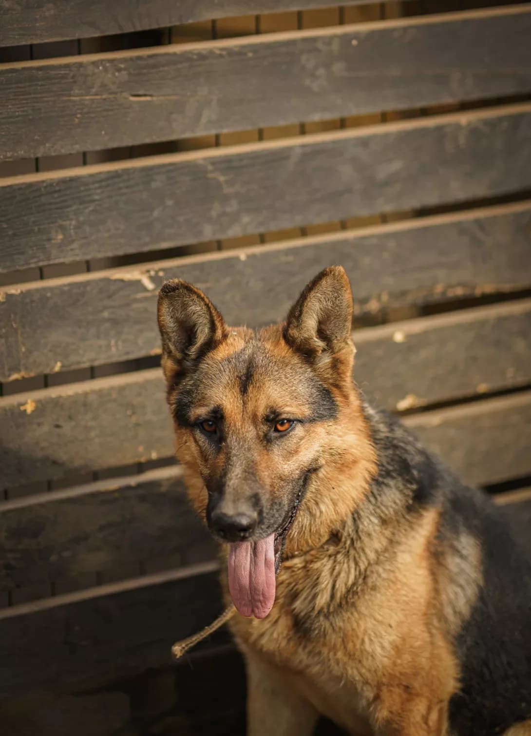 TOLIK (ТОЛІК), Mixed Breed (Happy Paw Kyiv Oblast)