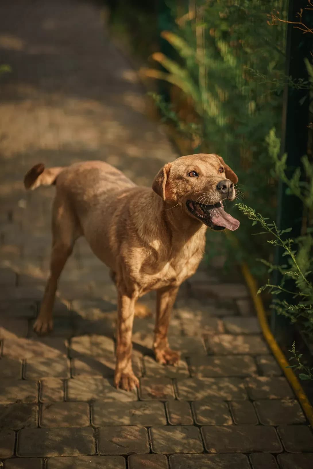 ShARIK (ШАРІК), Mixed Breed (Happy Paw Kyiv Oblast)