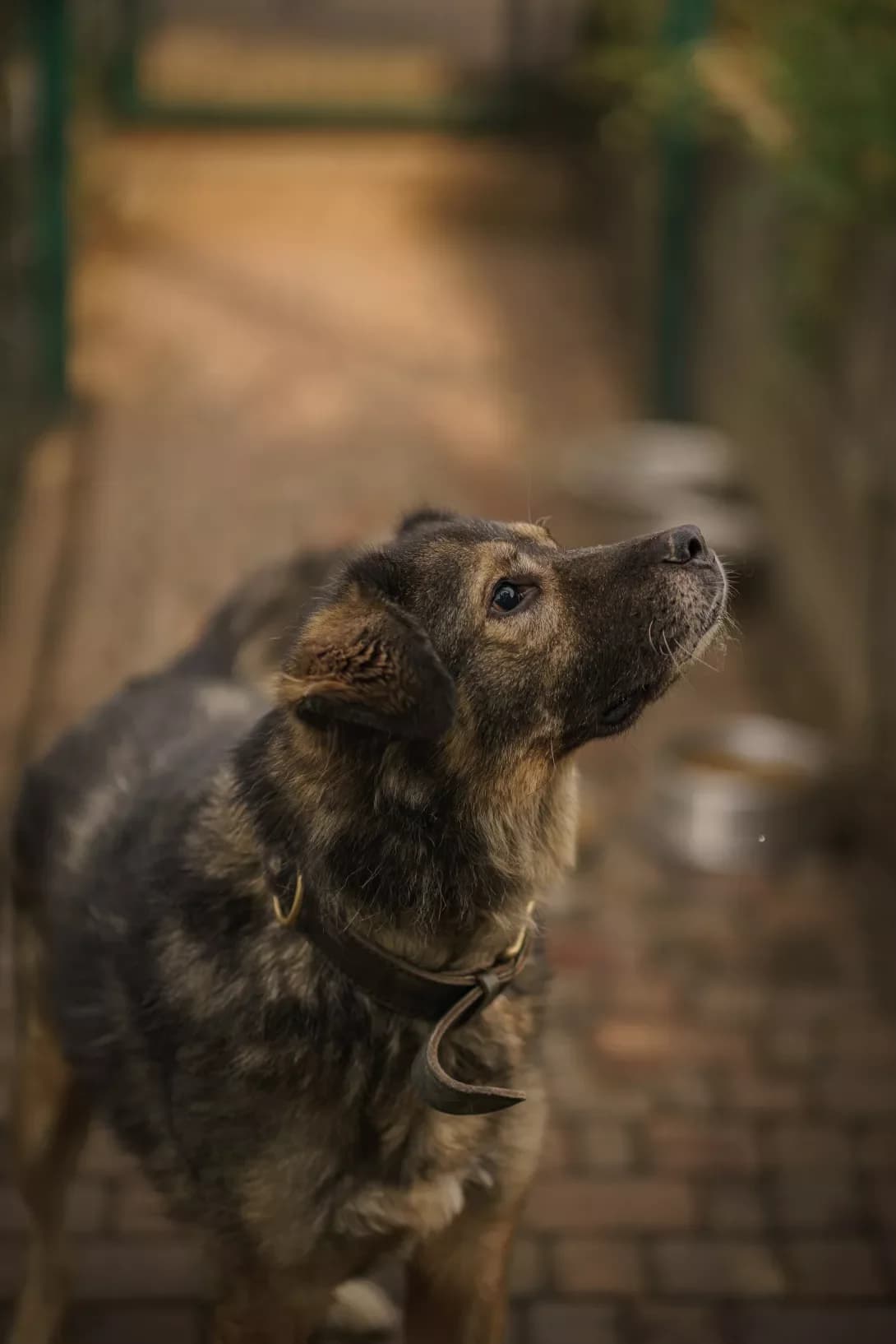 ADMIRAL (АДМІРАЛ), Mixed Breed (Happy Paw Kyiv Oblast)