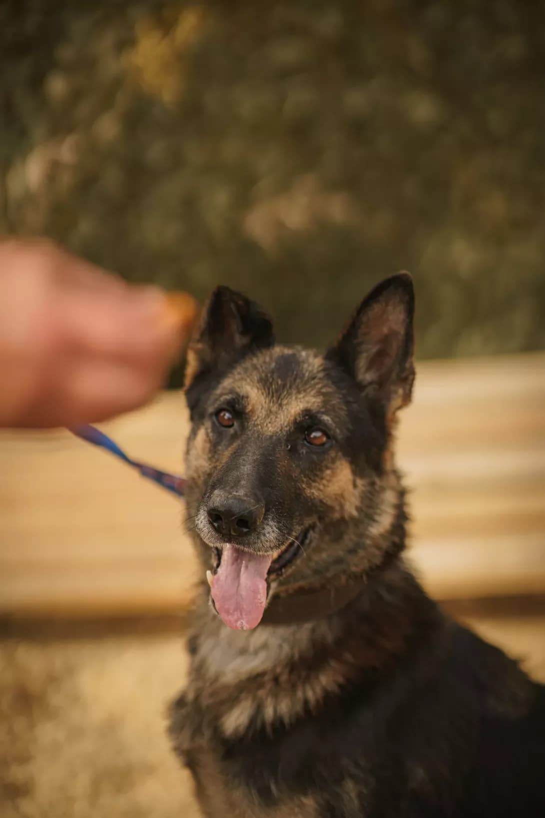 Bagira (Багіра), Mixed Breed (Happy Paw Kyiv Oblast)