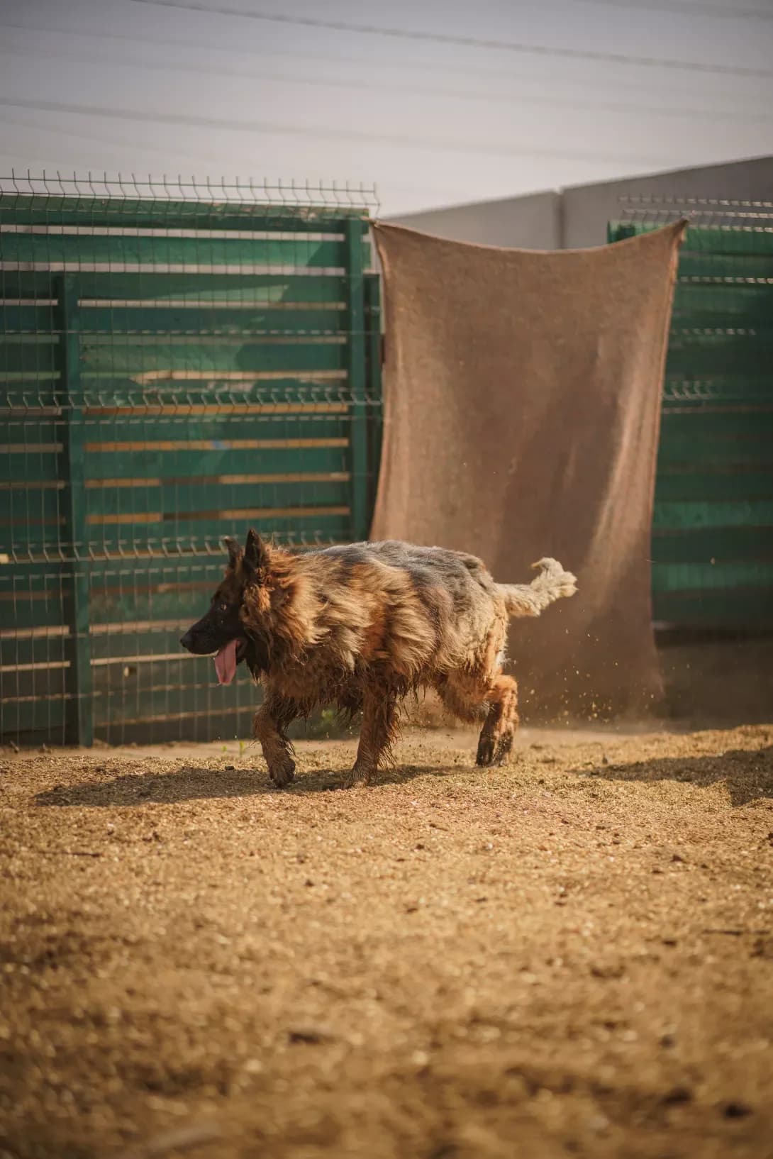 BARMALEY (БАРМАЛЕЙ), Mixed Breed (Happy Paw Kyiv Oblast)
