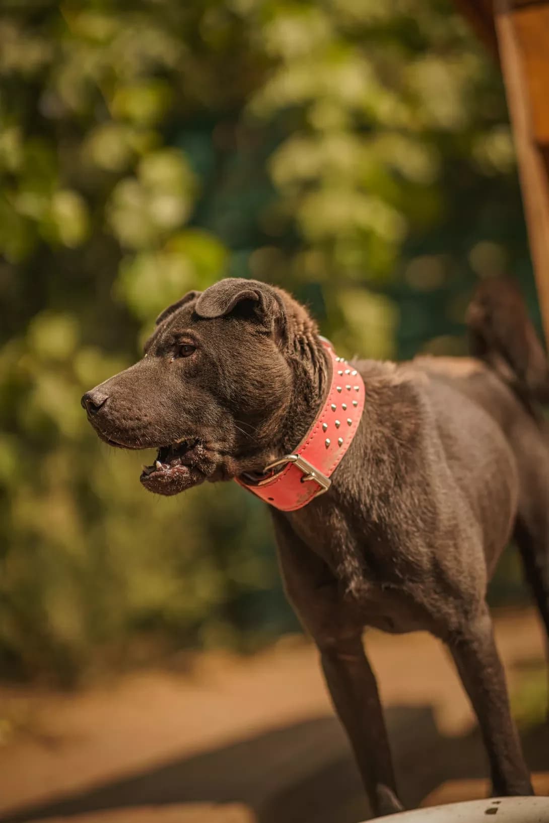 BIZON (БІЗОН), Mixed Breed (Happy Paw Kyiv Oblast)