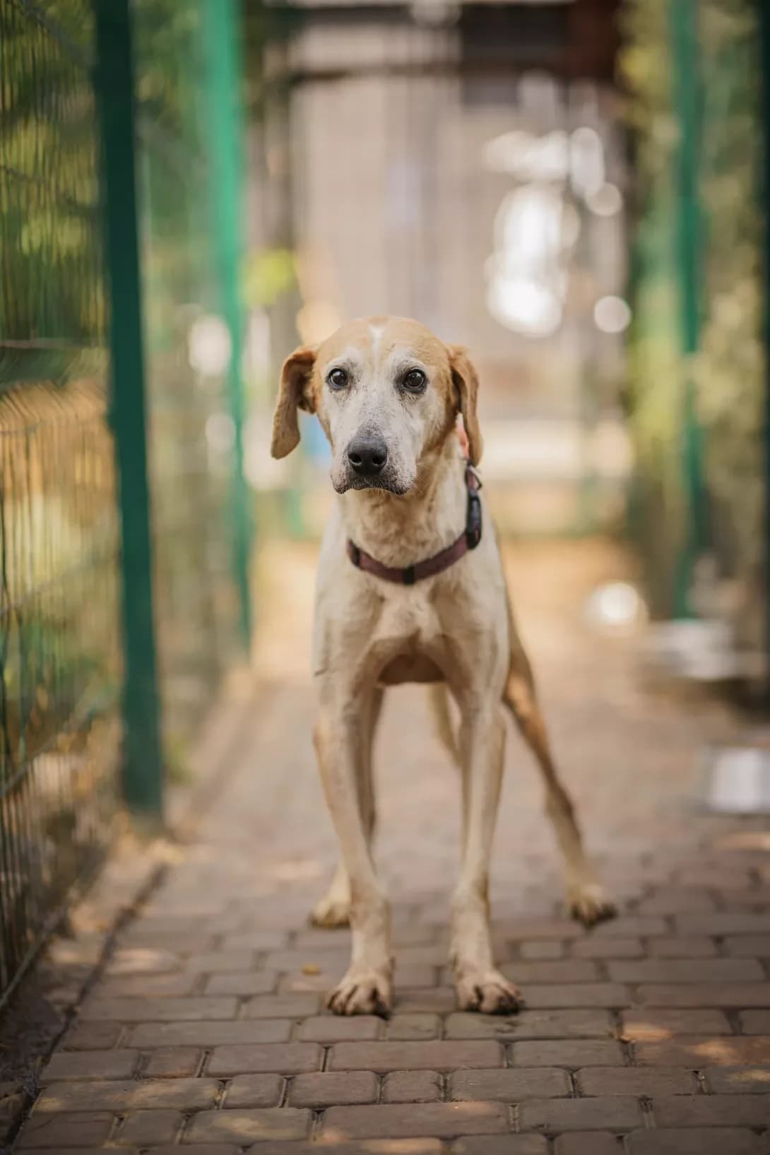 GROM (ГРОМ), Mixed Breed (Happy Paw Kyiv Oblast)