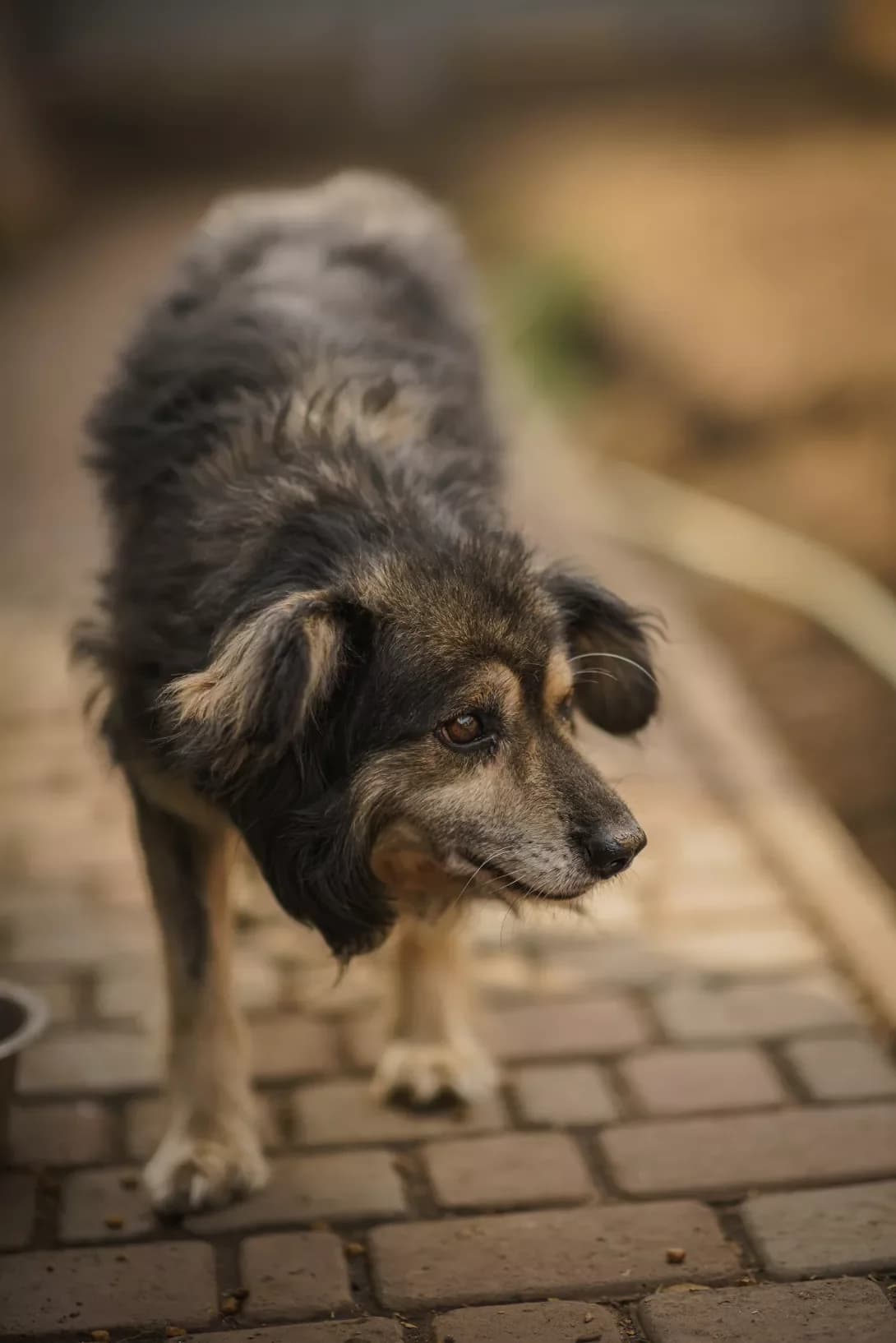GULNAR (ГУЛЬНАР), Mixed Breed (Happy Paw Kyiv Oblast)