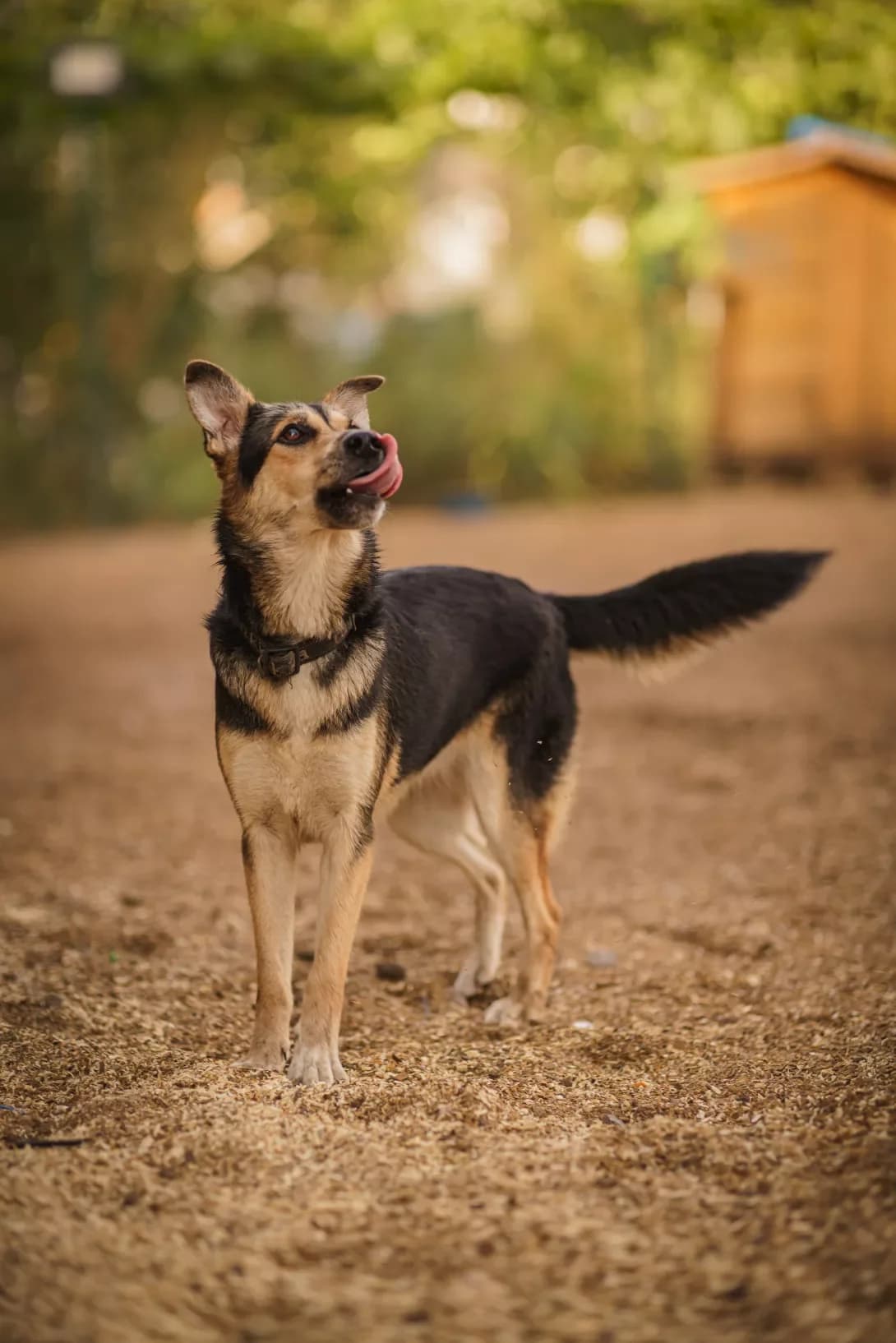 DZhEKI (ДЖЕКІ), Mixed Breed (Happy Paw Kyiv Oblast)