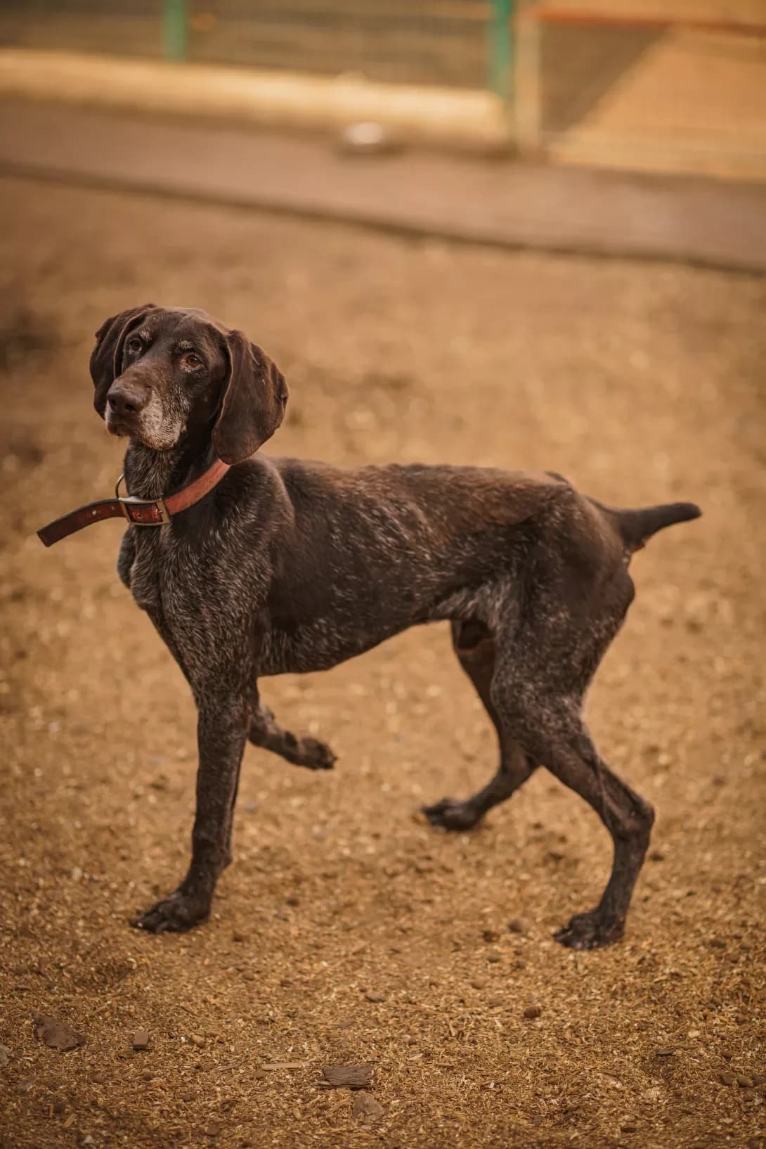 DZhERALD (ДЖЕРАЛЬД), Mixed Breed (Happy Paw Kyiv Oblast)