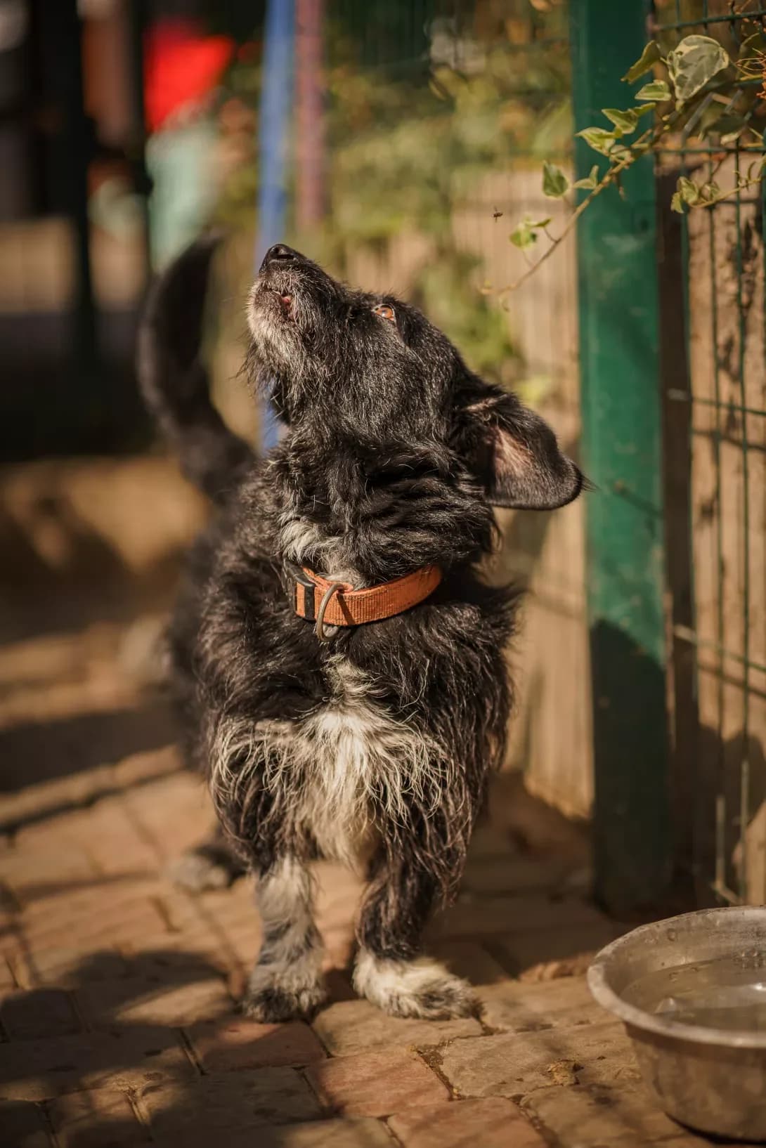 DYuK (ДЮК), Mixed Breed (Happy Paw Kyiv Oblast)