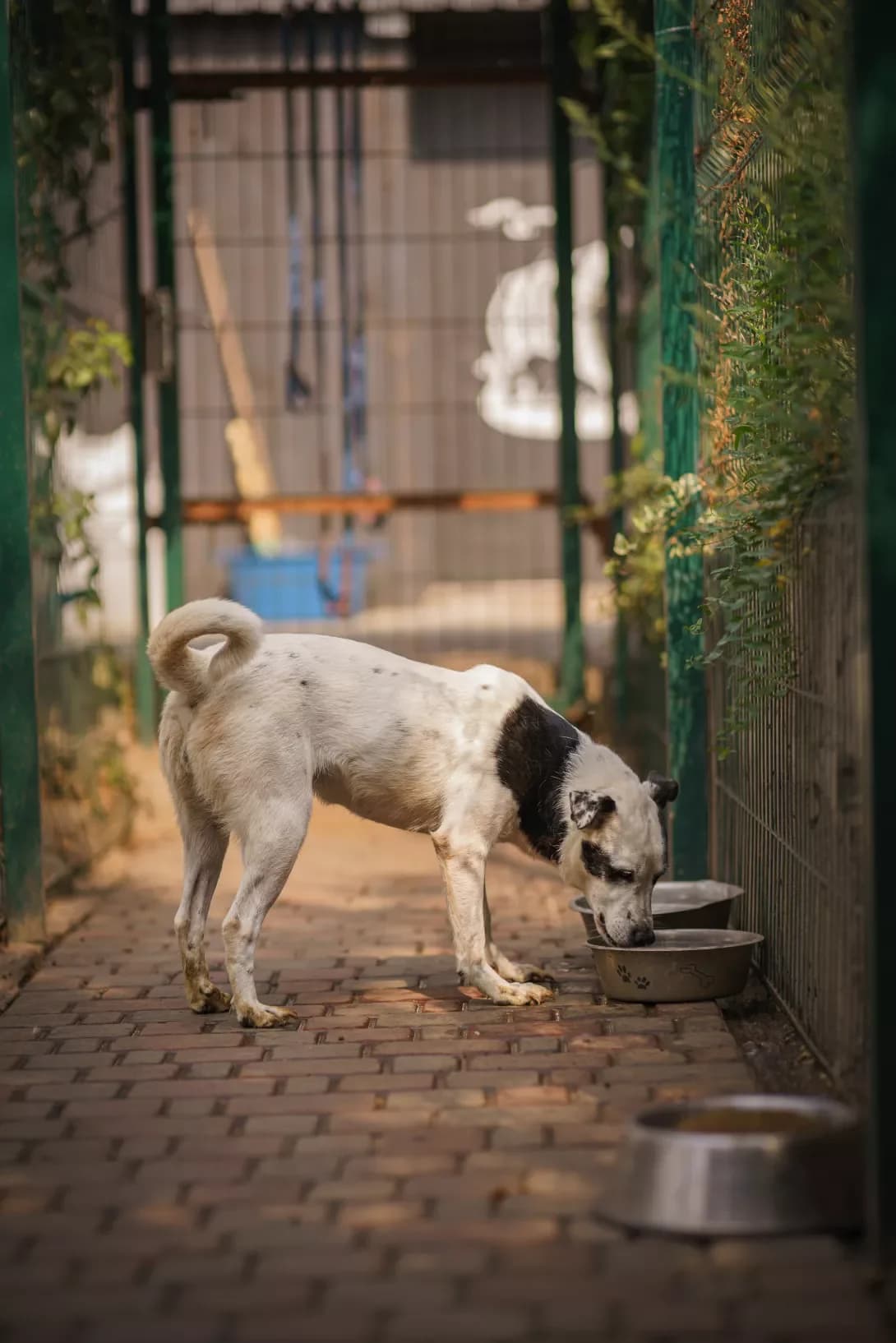 KANIBASYa (КАНІБАСЯ), Mixed Breed (Happy Paw Kyiv Oblast)
