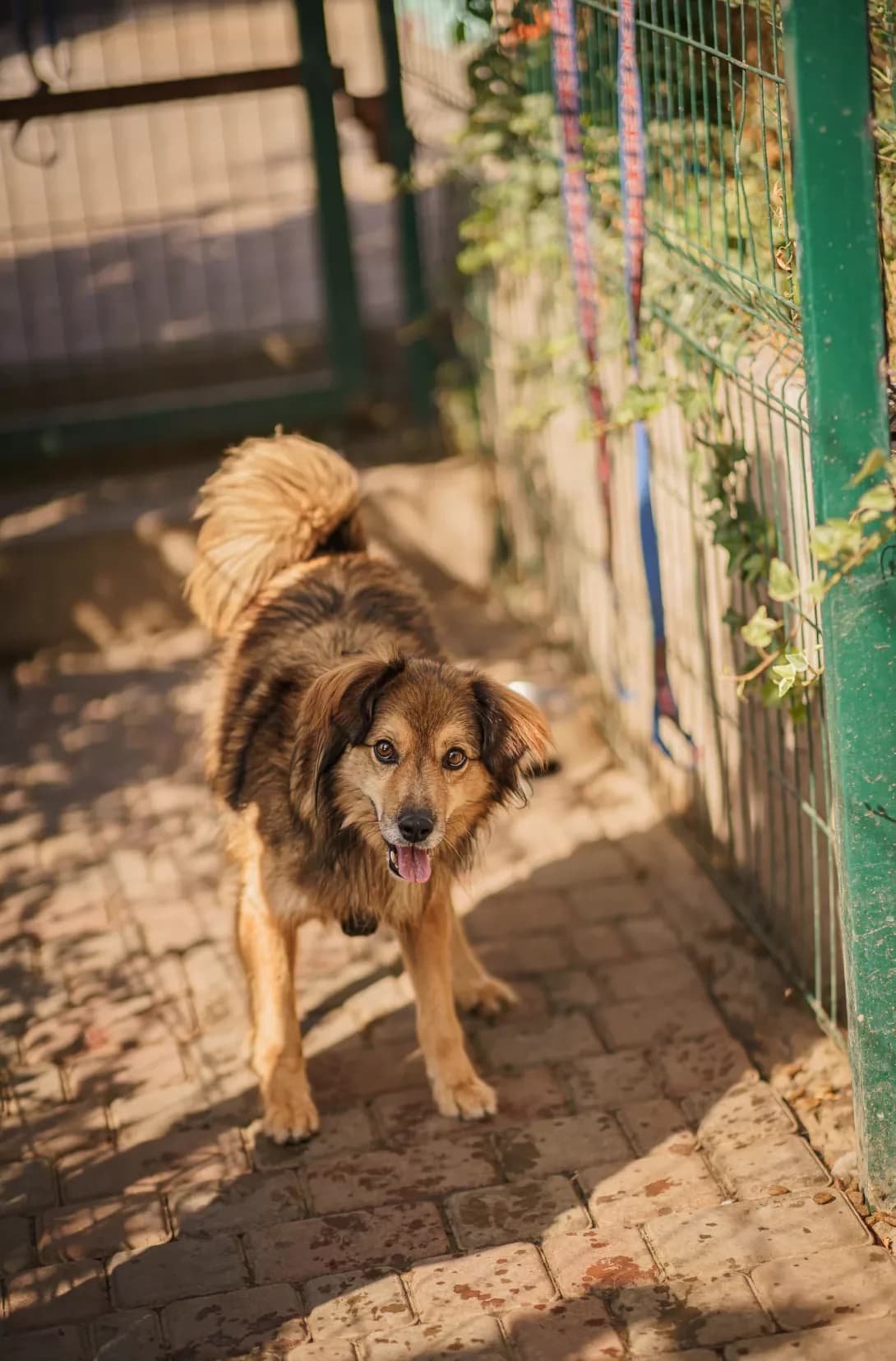 KING (КІНГ), Mixed Breed (Happy Paw Kyiv Oblast)