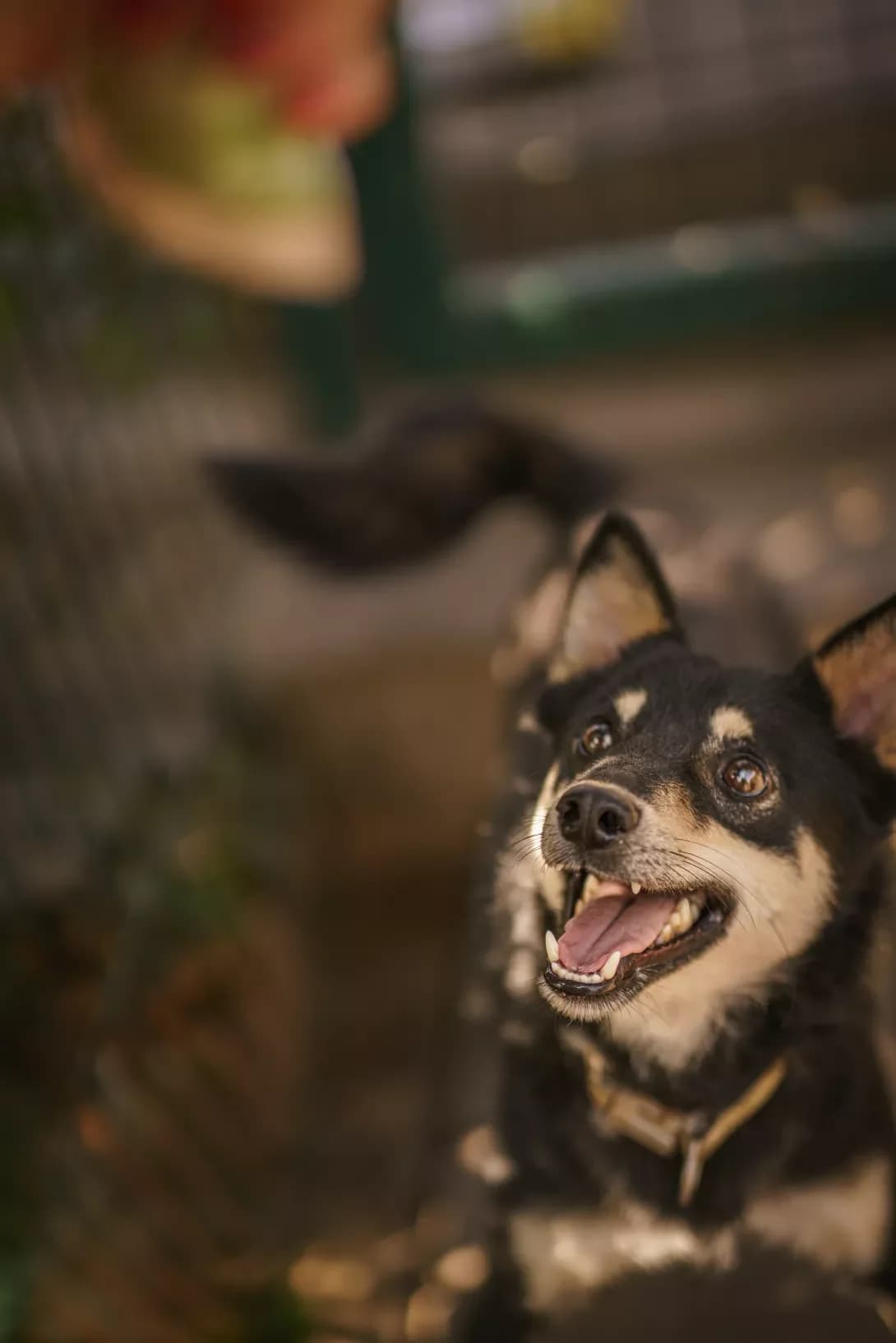 KONG (КОНГ), Mixed Breed (Happy Paw Kyiv Oblast)