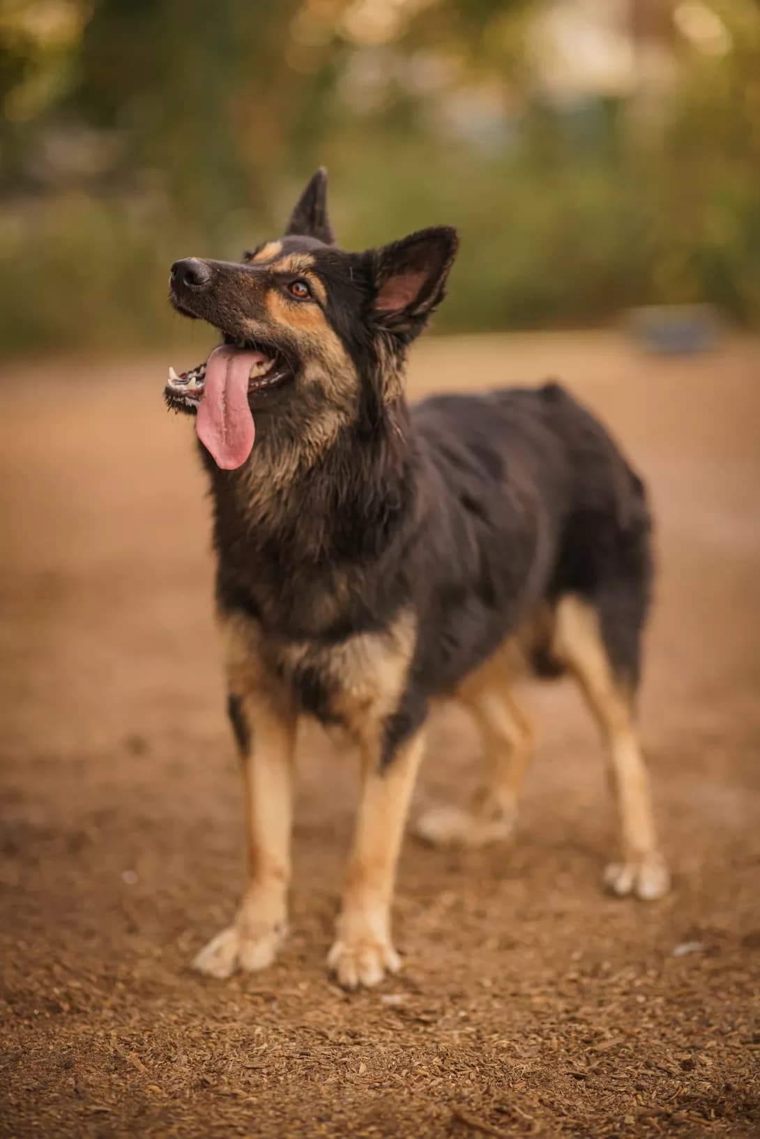 LAKI (ЛАКІ), Mixed Breed (Happy Paw Kyiv Oblast)