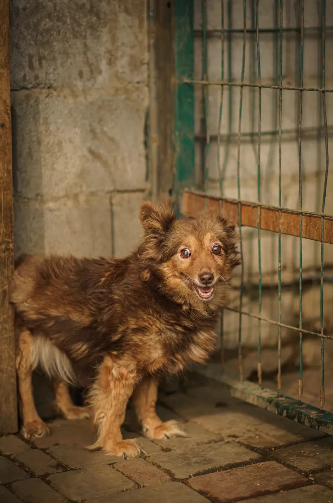 MILLI (МІЛЛІ), Mixed Breed (Happy Paw Kyiv Oblast)