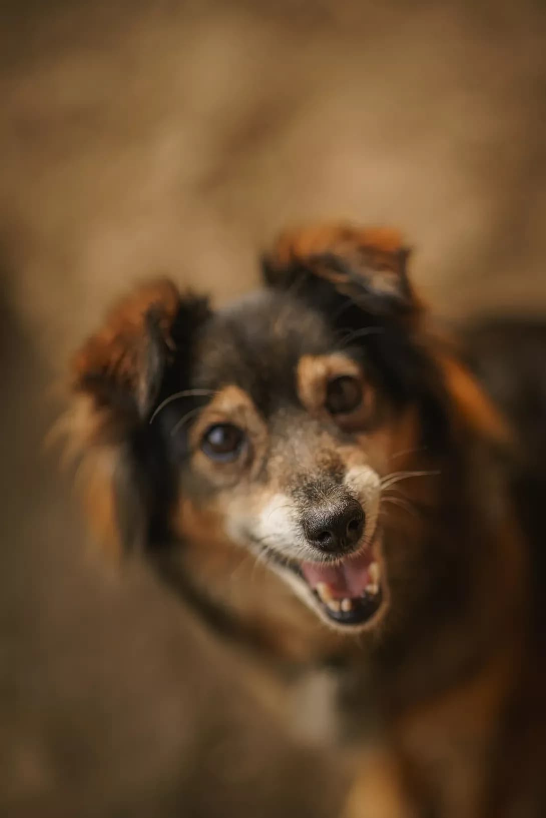 MIYa (МІЯ), Mixed Breed (Happy Paw Kyiv Oblast)