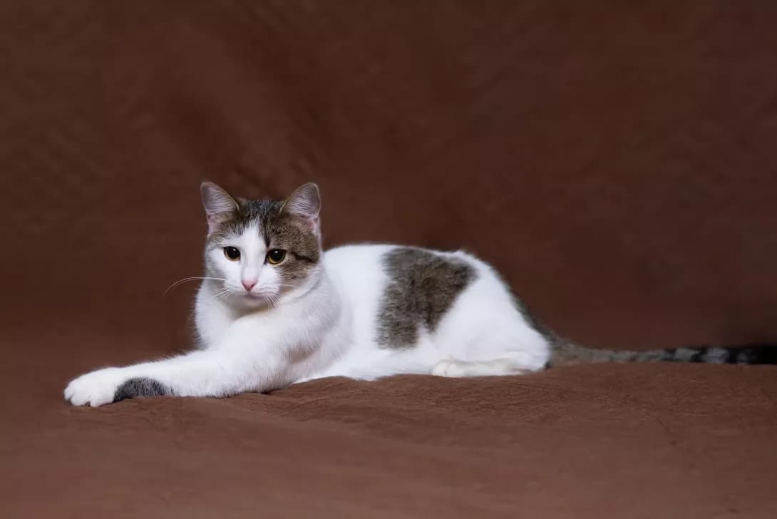 Belka (Белка), Mixed Breed (Happy Paw Kyiv Oblast)