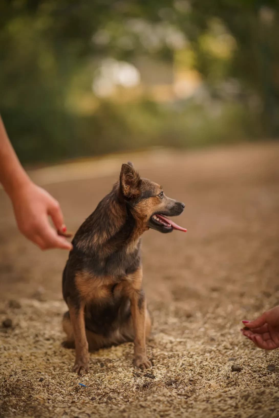 NESSI (НЕССІ), Mixed Breed (Happy Paw Kyiv Oblast)