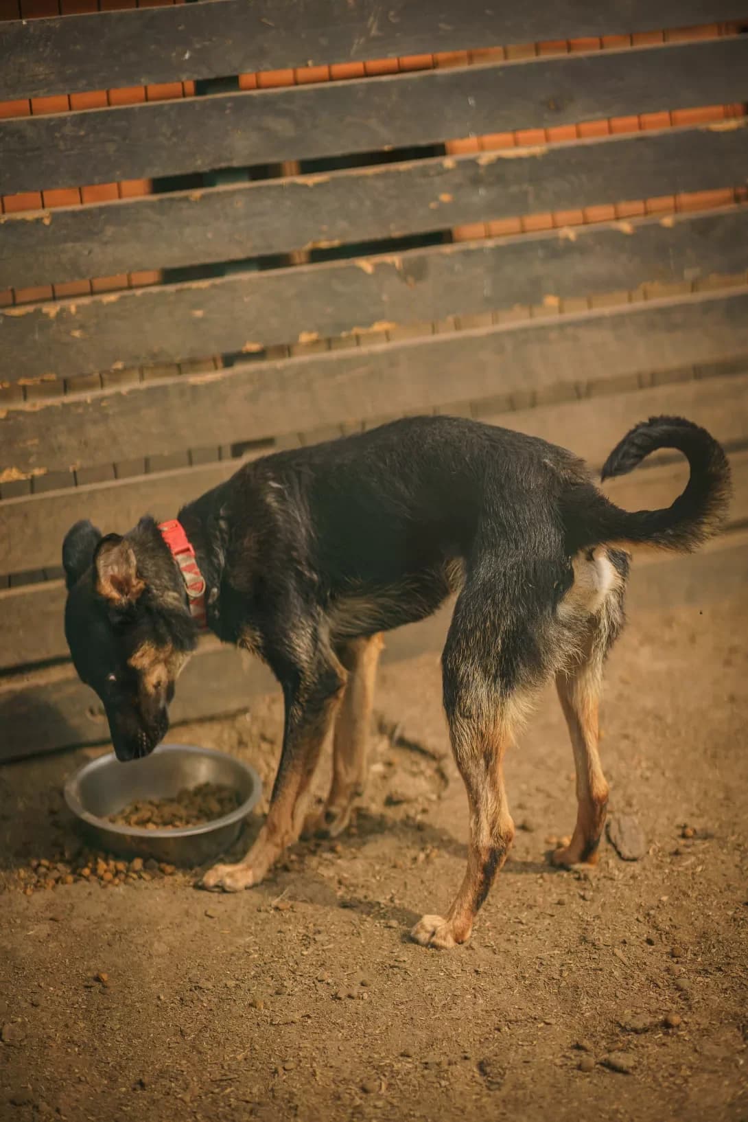 RIBKhOZ (РИБХОЗ), Mixed Breed (Happy Paw Kyiv Oblast)