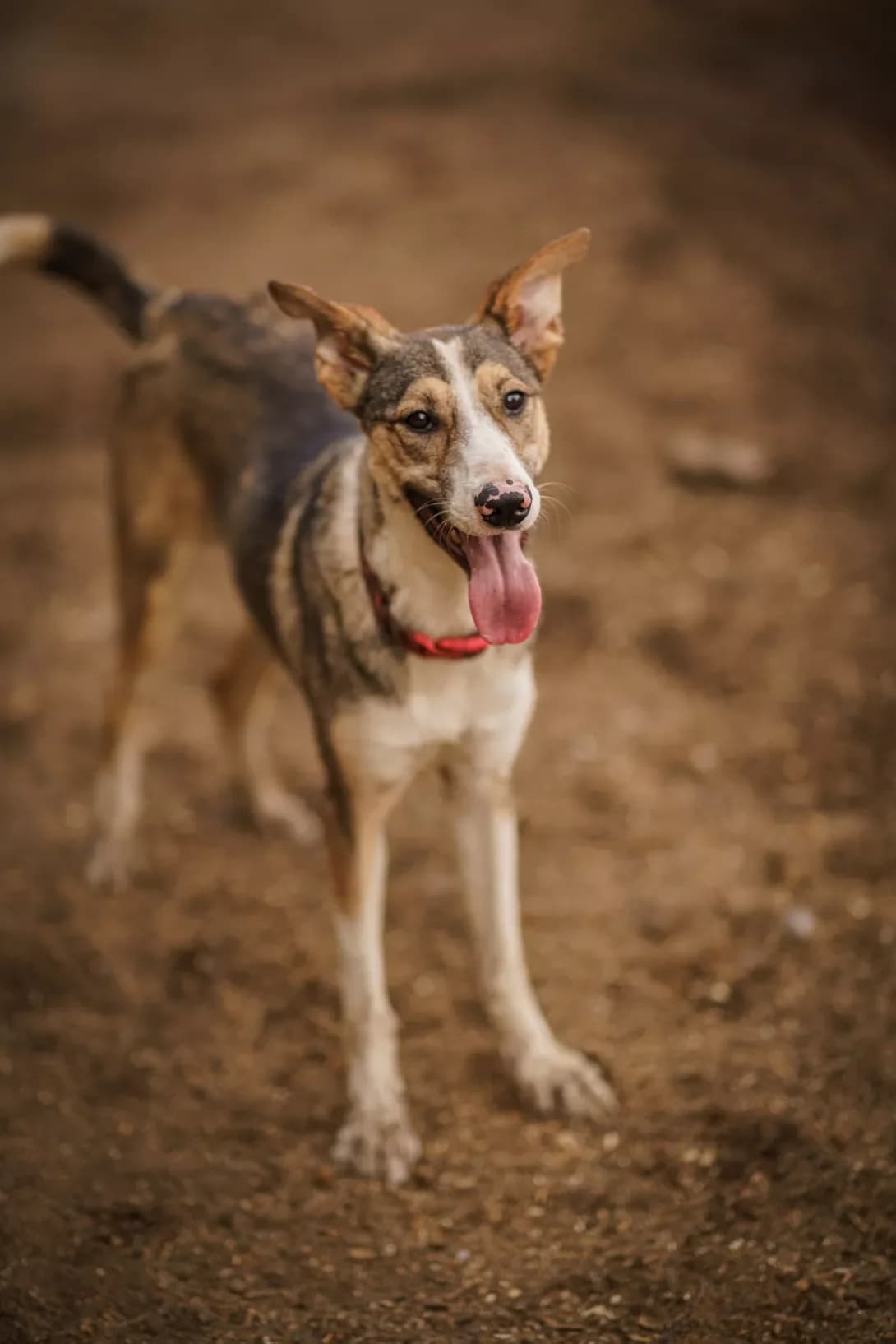 FUNDUK (ФУНДУК), Mixed Breed (Happy Paw Kyiv Oblast)