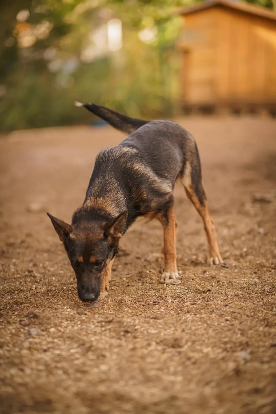 ChUMA (ЧУМА), Mixed Breed (Happy Paw Kyiv Oblast)
