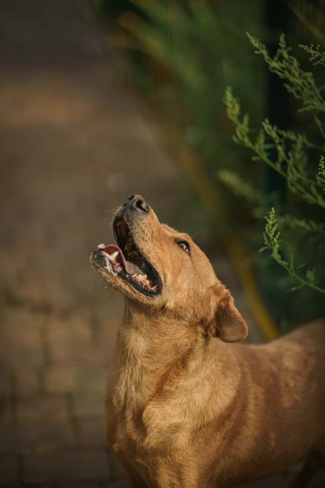 ShARIK (ШАРІК), Mixed Breed (Happy Paw Kyiv Oblast)
