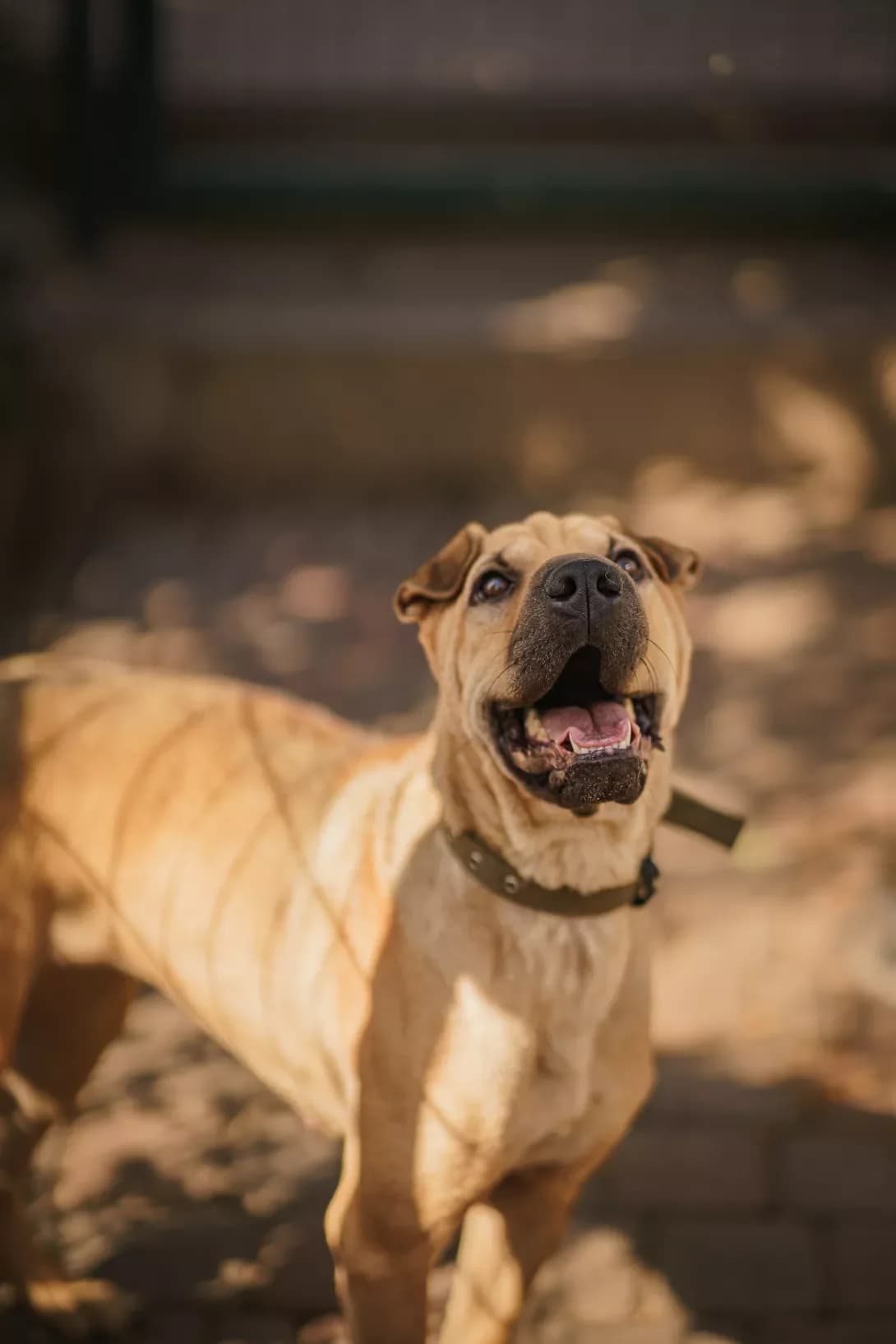 LUNA (ЛУНА), Mixed Breed (Happy Paw Kyiv Oblast)