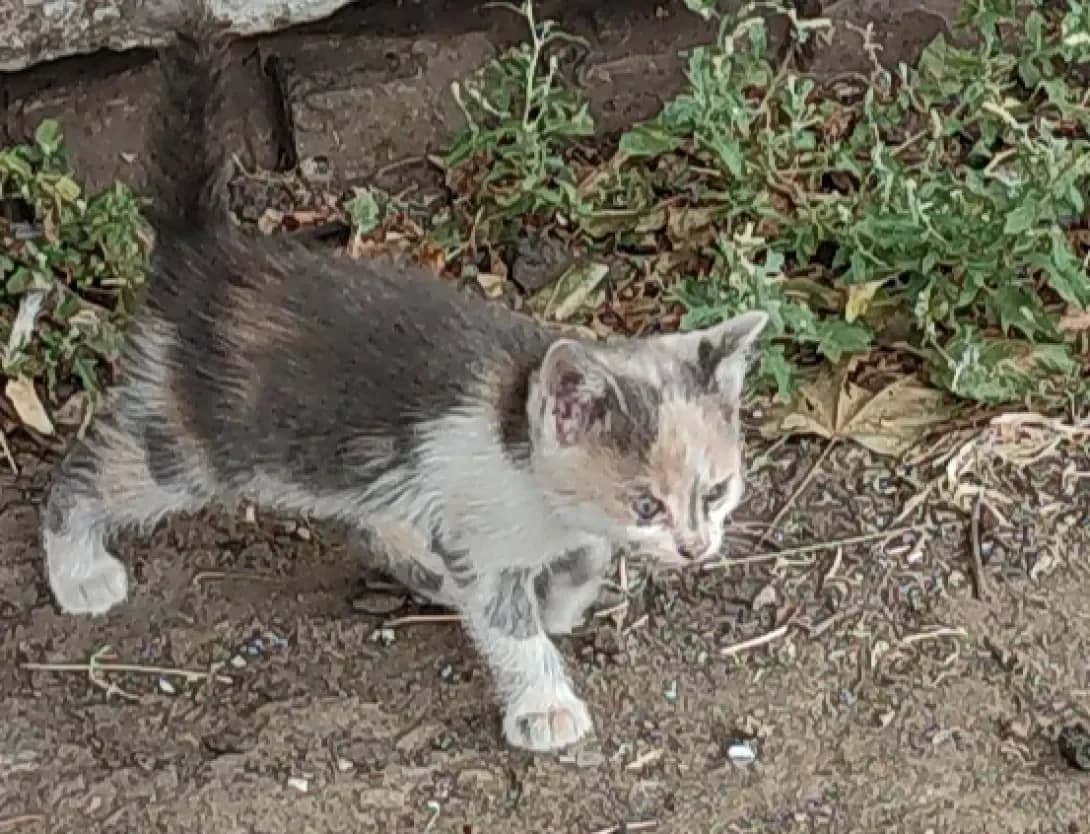 Feya (Фея), Mixed Breed (Happy Paw Kharkiv)