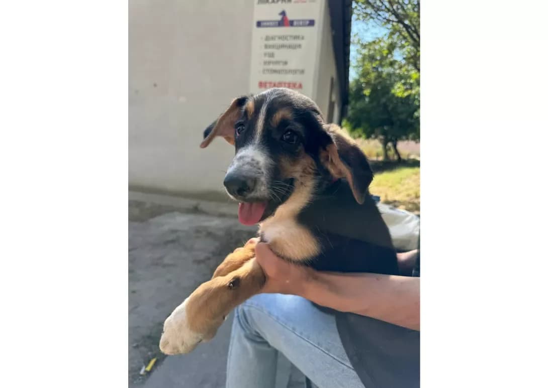 Teddi (Тедді), male young Mixed Breed for adoption at Happy Paw Kyiv