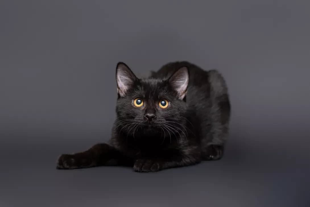 Amadi (Амаді), Mixed Breed (Happy Paw Kyiv Oblast)
