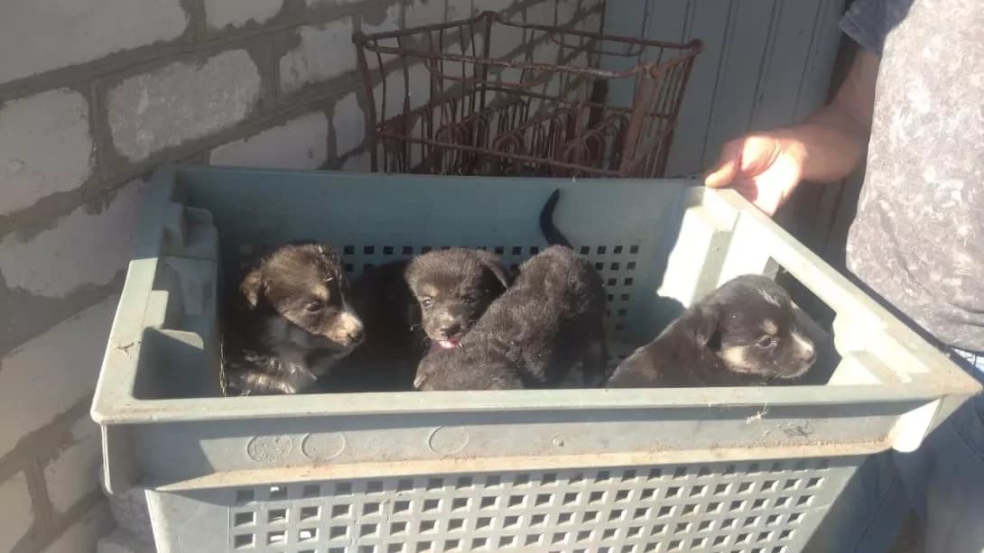 Tsutsenyata (Цуценята), Mixed Breed (Happy Paw Dnipro)