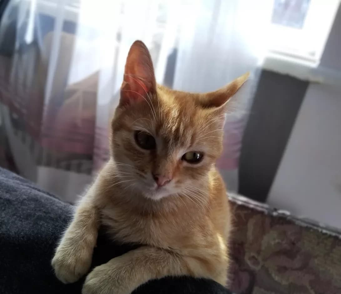 Rizhik (Рижик), female young Mixed Breed for adoption at Happy Paw Ternopil Oblast