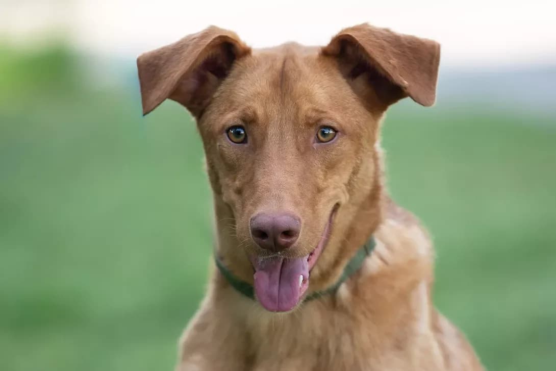Zion (Зіон), Mixed Breed (Happy Paw Kyiv Oblast)