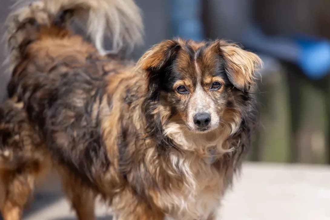 Gerda (Герда), Mixed Breed (Happy Paw Kyiv Oblast)